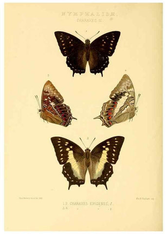 Reproducción/Reproduction 48954452146: Rhopalocera exotica. London :Gurney & Jackson,1887-1902.. 