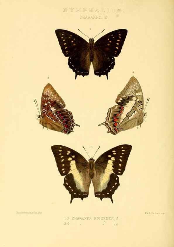 Reproducción/Reproduction 48954452146: Rhopalocera exotica. London :Gurney & Jackson,1887-1902.. 