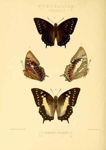 Reproducción/Reproduction 48954452146: Rhopalocera exotica. London :Gurney & Jackson,1887-1902.. 