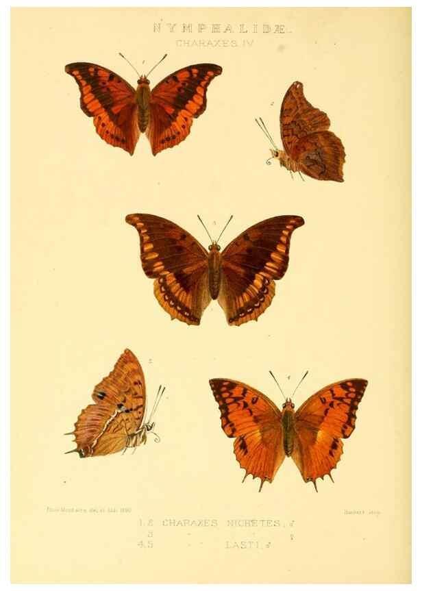 Reproducción/Reproduction 48954639237: Rhopalocera exotica. London :Gurney & Jackson,1887-1902.. 