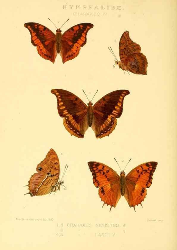 Reproducción/Reproduction 48954639237: Rhopalocera exotica. London :Gurney & Jackson,1887-1902.. 