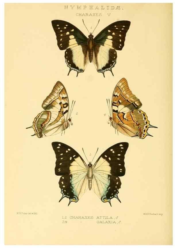 Reproducción/Reproduction 48953902318: Rhopalocera exotica. London :Gurney & Jackson,1887-1902.. 