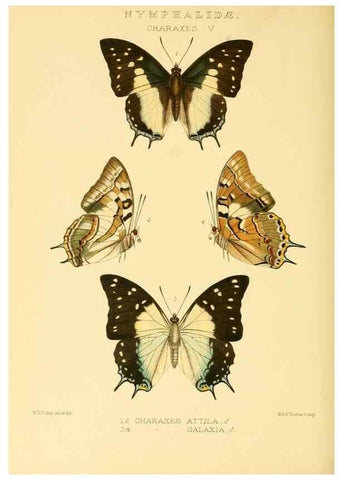 Reproducción/Reproduction 48953902318: Rhopalocera exotica. London :Gurney & Jackson,1887-1902.. 