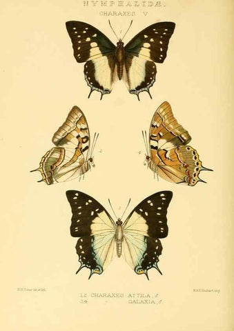 Reproducción/Reproduction 48953902318: Rhopalocera exotica. London :Gurney & Jackson,1887-1902.. 