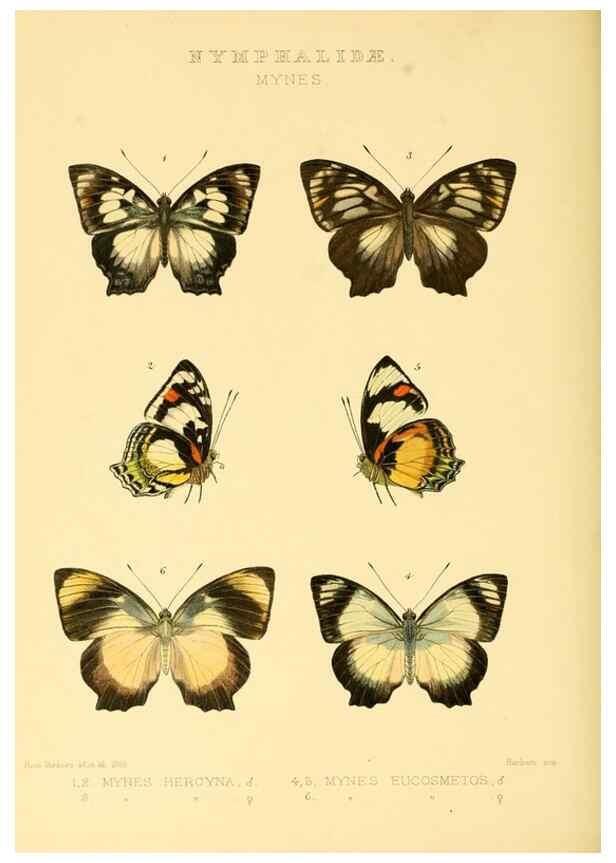 Reproducción/Reproduction 48954453236: Rhopalocera exotica. London :Gurney & Jackson,1887-1902.. 