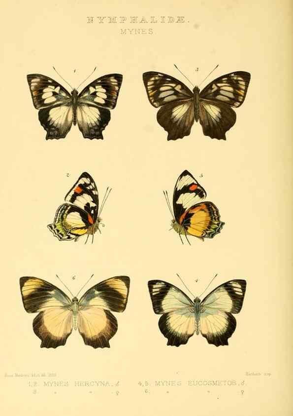 Reproducción/Reproduction 48954453236: Rhopalocera exotica. London :Gurney & Jackson,1887-1902.. 