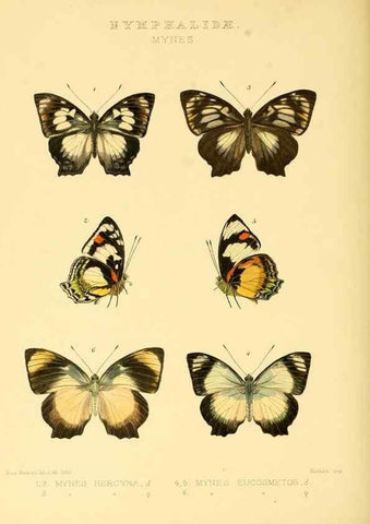 Reproducción/Reproduction 48954453236: Rhopalocera exotica. London :Gurney & Jackson,1887-1902.. 