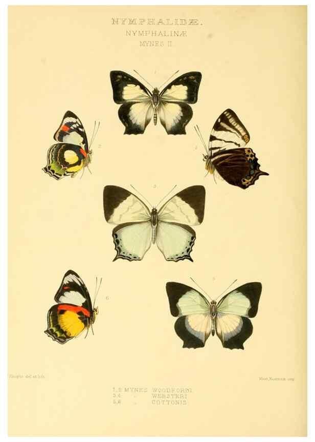 Reproducción/Reproduction 48954453651: Rhopalocera exotica. London :Gurney & Jackson,1887-1902.. 