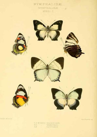 Reproducción/Reproduction 48954453651: Rhopalocera exotica. London :Gurney & Jackson,1887-1902.. 