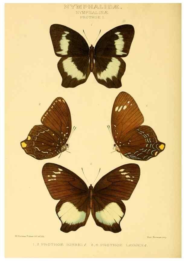 Reproducción/Reproduction 48953903438: Rhopalocera exotica. London :Gurney & Jackson,1887-1902.. 