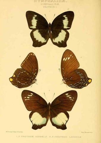 Reproducción/Reproduction 48953903438: Rhopalocera exotica. London :Gurney & Jackson,1887-1902.. 