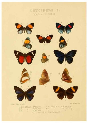 Reproducción/Reproduction 48954678072: Rhopalocera exotica. London :Gurney & Jackson,1887-1902.. 