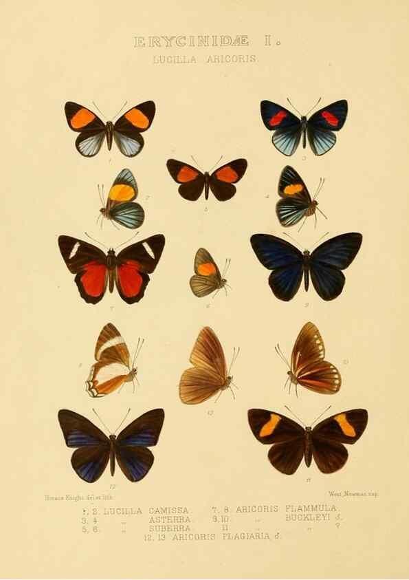 Reproducción/Reproduction 48954678072: Rhopalocera exotica. London :Gurney & Jackson,1887-1902.. 