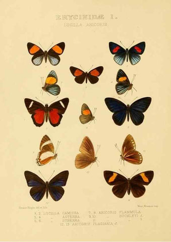 Reproducción/Reproduction 48954678072: Rhopalocera exotica. London :Gurney & Jackson,1887-1902.. 
