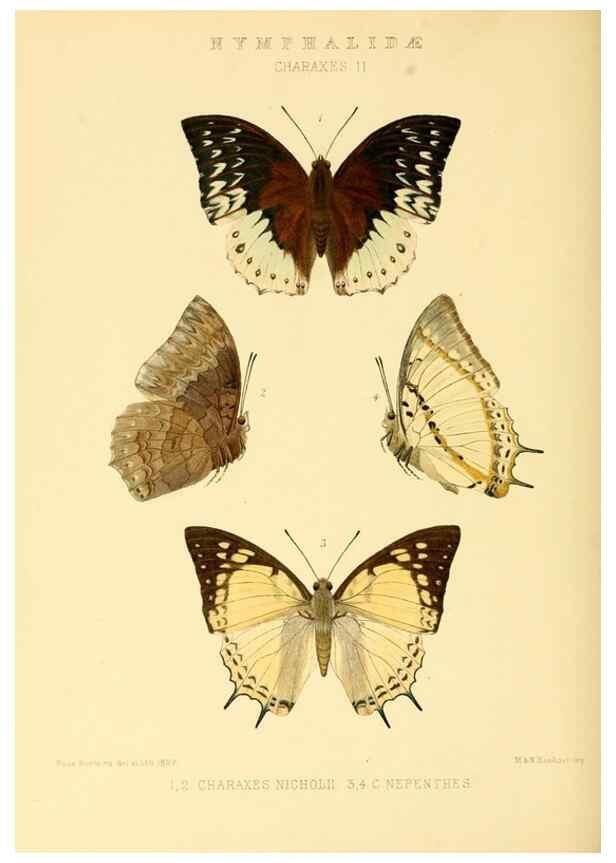 Reproducción/Reproduction 48953901293: Rhopalocera exotica. London :Gurney & Jackson,1887-1902.. 