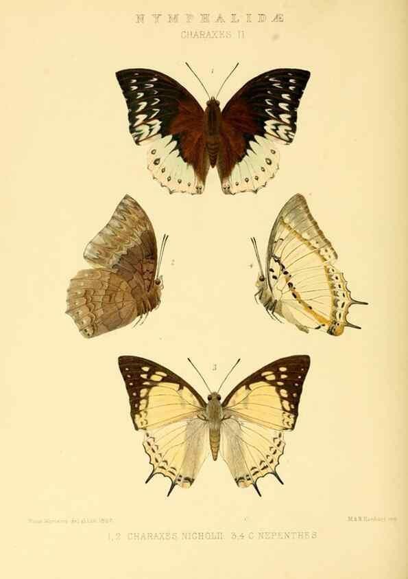 Reproducción/Reproduction 48953901293: Rhopalocera exotica. London :Gurney & Jackson,1887-1902.. 