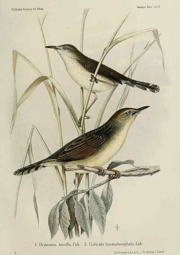 Reproducción/Reproduction 48957494178: Vögel /. Leipzig,1869. 
