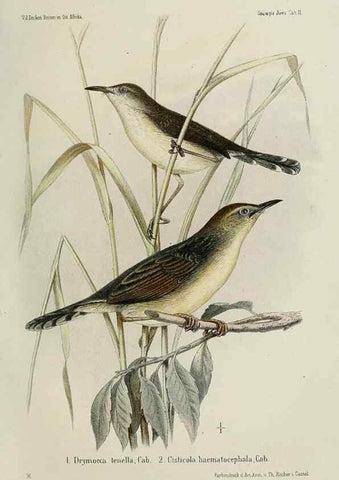 Reproducción/Reproduction 48957494178: Vögel /. Leipzig,1869. 