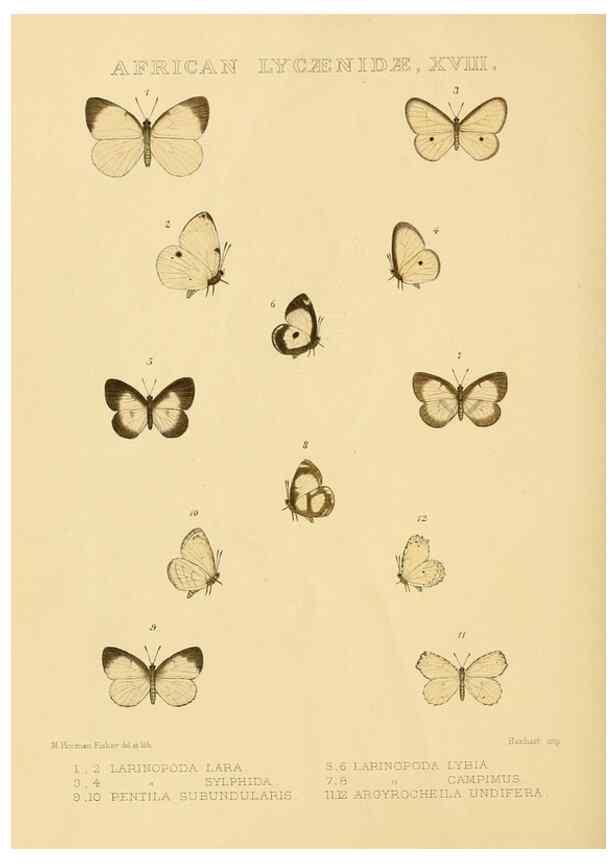 Reproducción/Reproduction 48954687262: Rhopalocera exotica. London :Gurney & Jackson,1887-1902.. 