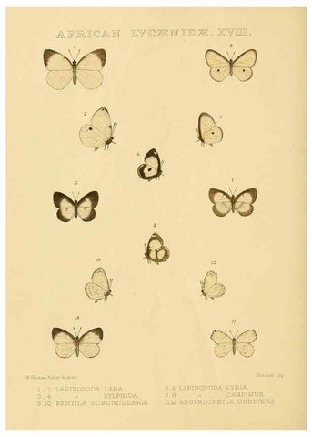 Reproducción/Reproduction 48954687262: Rhopalocera exotica. London :Gurney & Jackson,1887-1902.. 