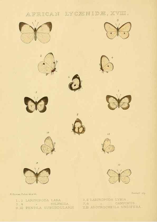 Reproducción/Reproduction 48954687262: Rhopalocera exotica. London :Gurney & Jackson,1887-1902.. 