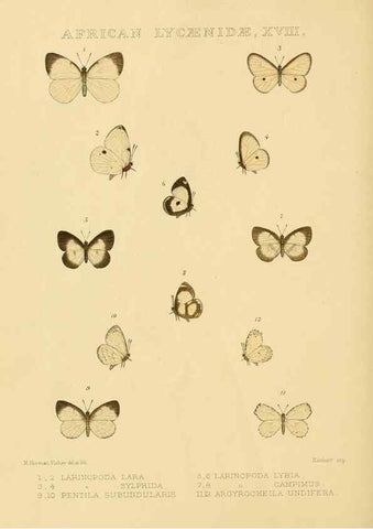 Reproducción/Reproduction 48954687262: Rhopalocera exotica. London :Gurney & Jackson,1887-1902.. 