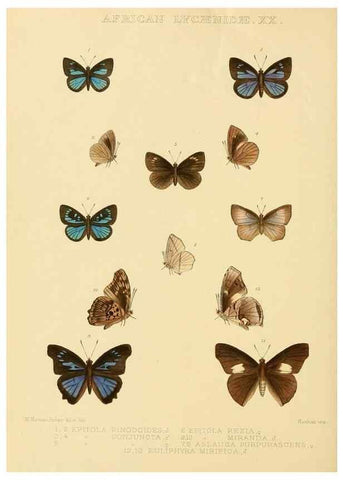 Reproducción/Reproduction 48954688112: Rhopalocera exotica. London :Gurney & Jackson,1887-1902.. 