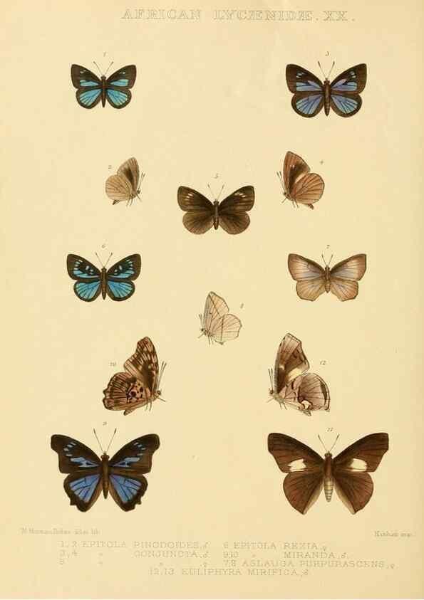 Reproducción/Reproduction 48954688112: Rhopalocera exotica. London :Gurney & Jackson,1887-1902.. 