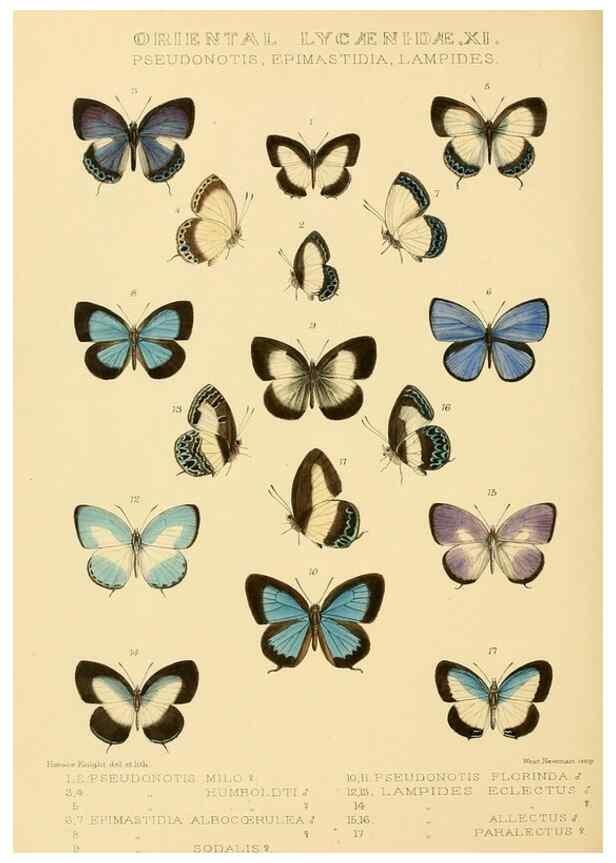 Reproducción/Reproduction 48954696862: Rhopalocera exotica. London :Gurney & Jackson,1887-1902.. 