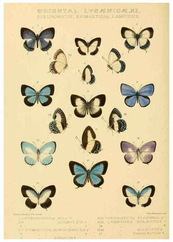 Reproducción/Reproduction 48954696862: Rhopalocera exotica. London :Gurney & Jackson,1887-1902.. 