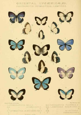 Reproducción/Reproduction 48954696862: Rhopalocera exotica. London :Gurney & Jackson,1887-1902.. 