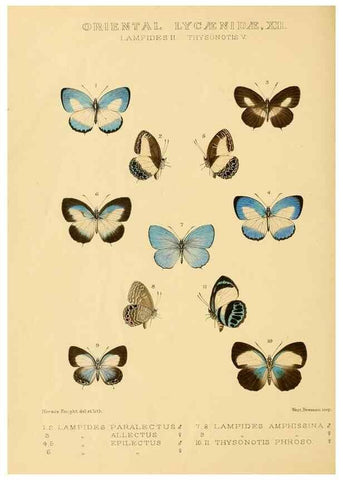 Reproducción/Reproduction 48954509581: Rhopalocera exotica. London :Gurney & Jackson,1887-1902.. 