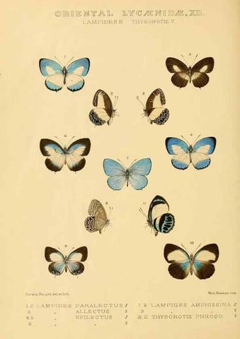 Reproducción/Reproduction 48954509581: Rhopalocera exotica. London :Gurney & Jackson,1887-1902.. 