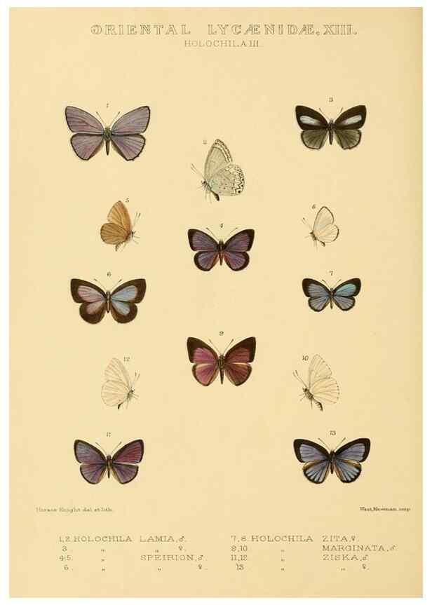 Reproducción/Reproduction 48954509981: Rhopalocera exotica. London :Gurney & Jackson,1887-1902.. 