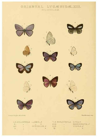 Reproducción/Reproduction 48954509981: Rhopalocera exotica. London :Gurney & Jackson,1887-1902.. 