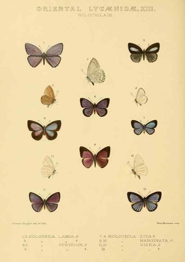 Reproducción/Reproduction 48954509981: Rhopalocera exotica. London :Gurney & Jackson,1887-1902.. 