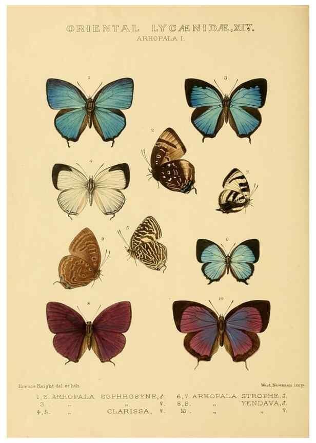 Reproducción/Reproduction 48954697972: Rhopalocera exotica. London :Gurney & Jackson,1887-1902.. 