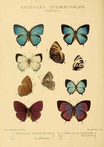 Reproducción/Reproduction 48954697972: Rhopalocera exotica. London :Gurney & Jackson,1887-1902.. 