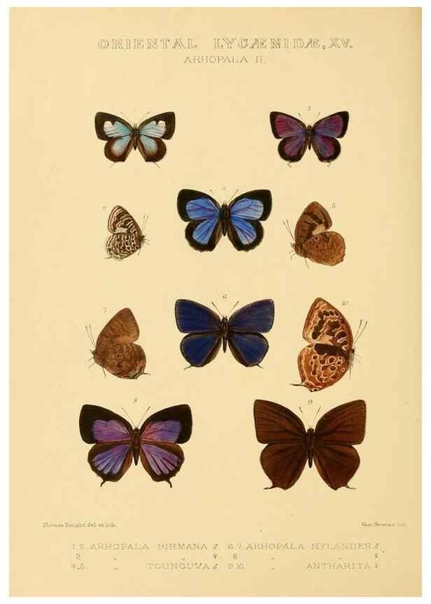 Reproducción/Reproduction 48954698402: Rhopalocera exotica. London :Gurney & Jackson,1887-1902.. 