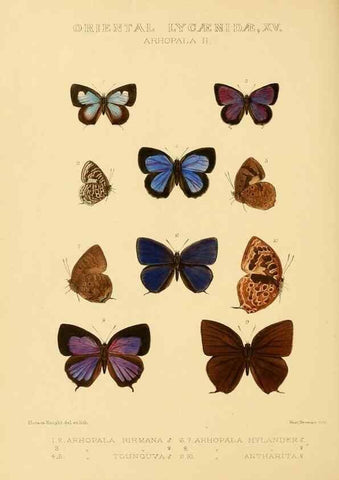 Reproducción/Reproduction 48954698402: Rhopalocera exotica. London :Gurney & Jackson,1887-1902.. 
