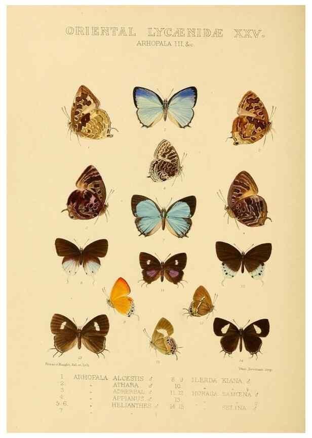 Reproducción/Reproduction 48954698882: Rhopalocera exotica. London :Gurney & Jackson,1887-1902.. 