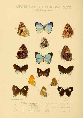 Reproducción/Reproduction 48954698882: Rhopalocera exotica. London :Gurney & Jackson,1887-1902.. 