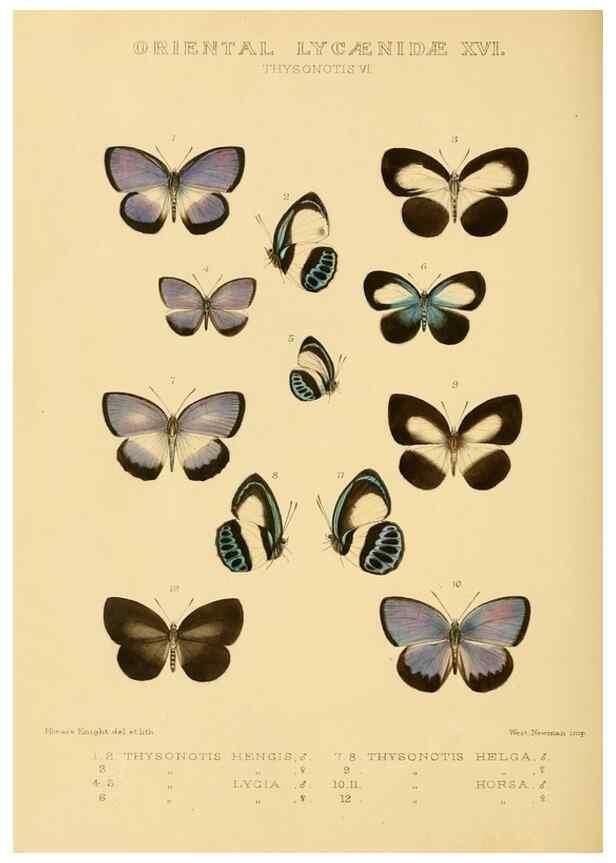 Reproducción/Reproduction 48954699307: Rhopalocera exotica. London :Gurney & Jackson,1887-1902.. 
