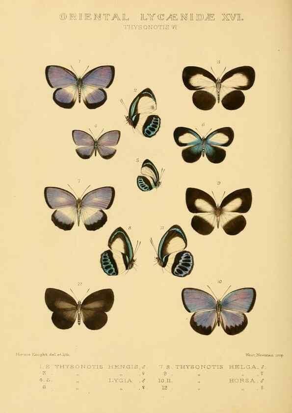 Reproducción/Reproduction 48954699307: Rhopalocera exotica. London :Gurney & Jackson,1887-1902.. 