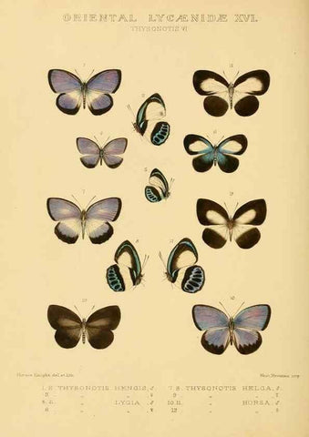 Reproducción/Reproduction 48954699307: Rhopalocera exotica. London :Gurney & Jackson,1887-1902.. 