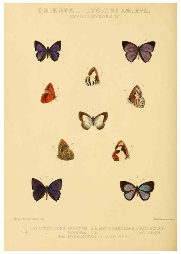 Reproducción/Reproduction 48953961373: Rhopalocera exotica. London :Gurney & Jackson,1887-1902.. 