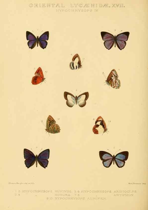Reproducción/Reproduction 48953961373: Rhopalocera exotica. London :Gurney & Jackson,1887-1902.. 