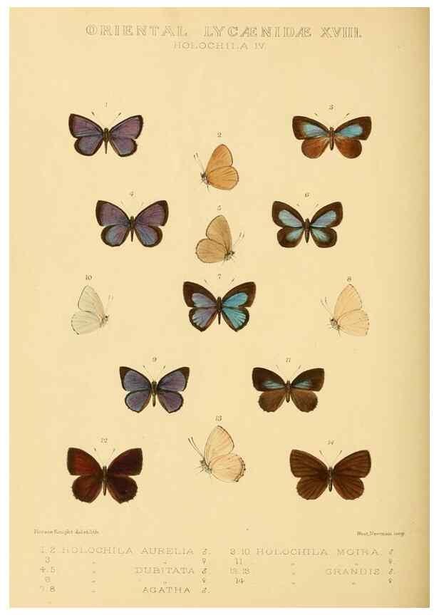 Reproducción/Reproduction 48954700152: Rhopalocera exotica. London :Gurney & Jackson,1887-1902.. 