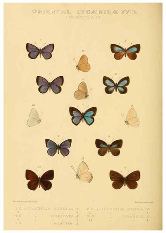 Reproducción/Reproduction 48954700152: Rhopalocera exotica. London :Gurney & Jackson,1887-1902.. 