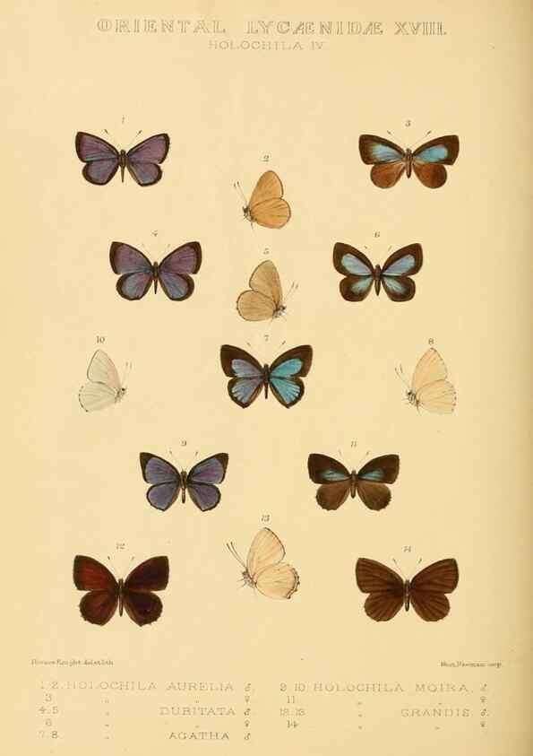 Reproducción/Reproduction 48954700152: Rhopalocera exotica. London :Gurney & Jackson,1887-1902.. 